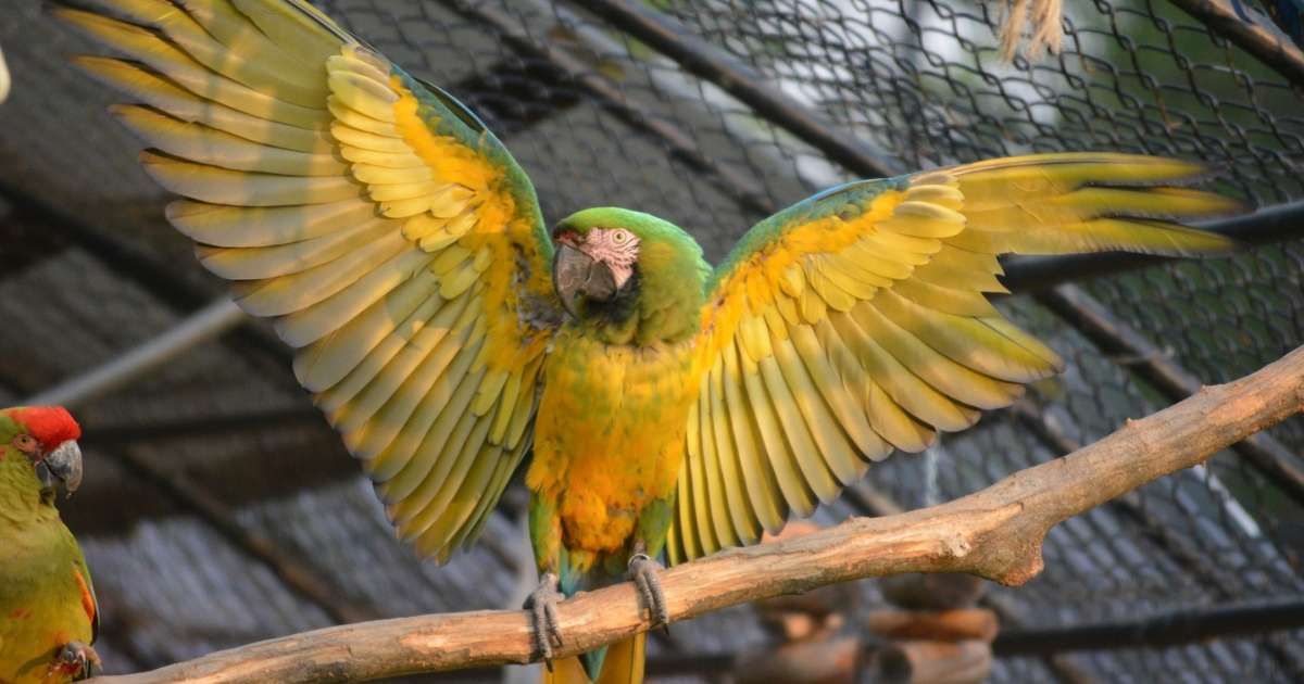 A macaw spreading its wings at Noah's Ark Animal Sanctuary