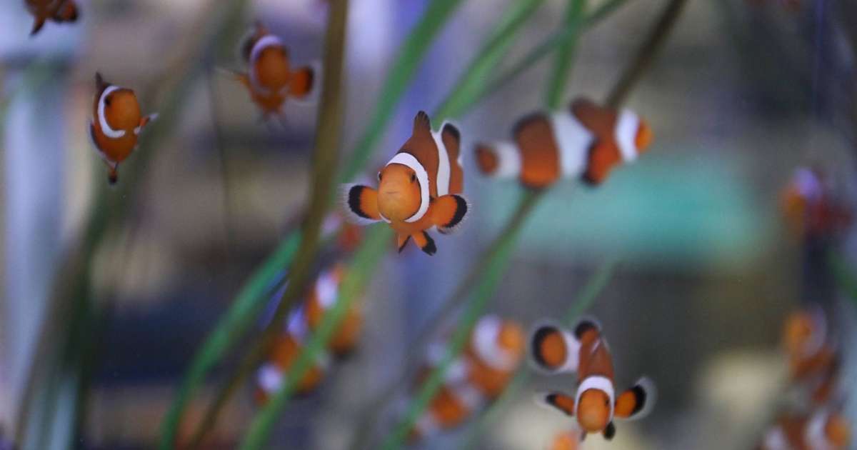 Clownfish at the Georgia Aquarium