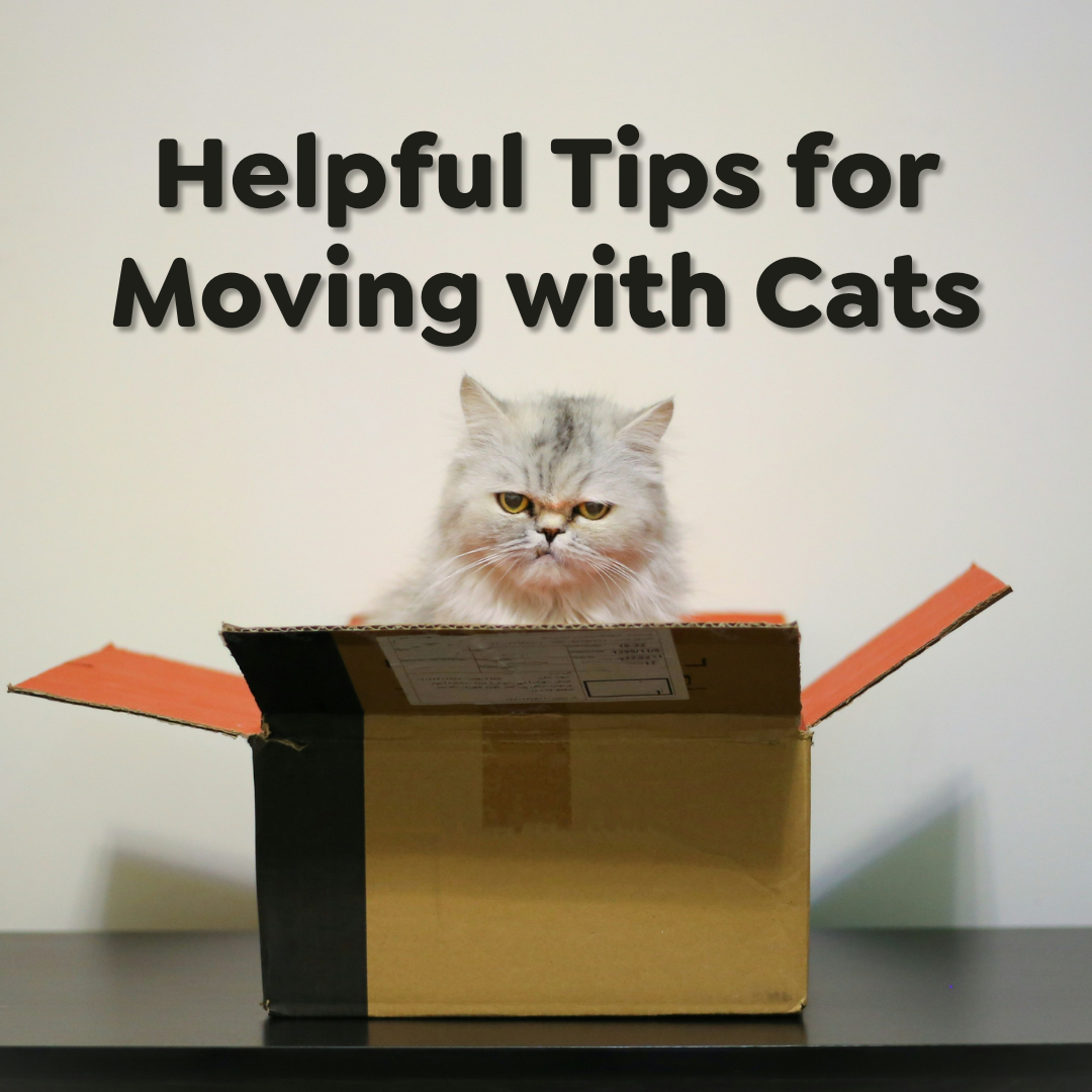 Helpful tips for Moving with Cats