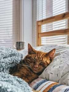 Napping Cat