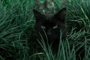 Outdoor Cat