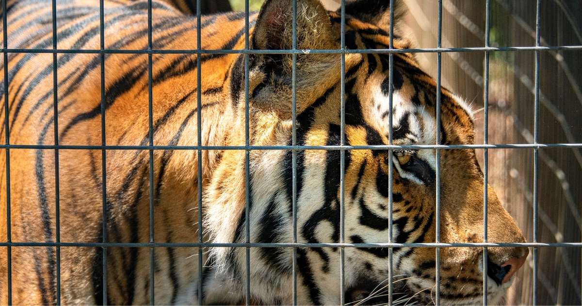 Bengal Tiger at the Noah’s Ark Animal Sanctuary in Locust Grove GA. 