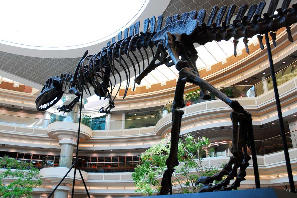 Dinosaur bones at a museum near rex ga