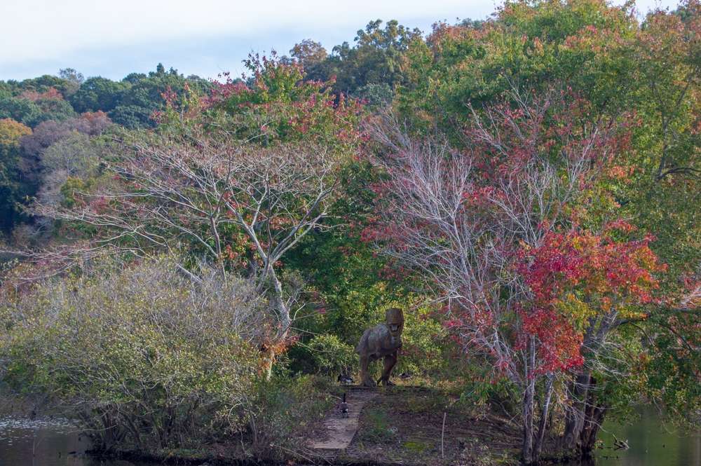 Beautiful trees changing to fall colors in rex ga 